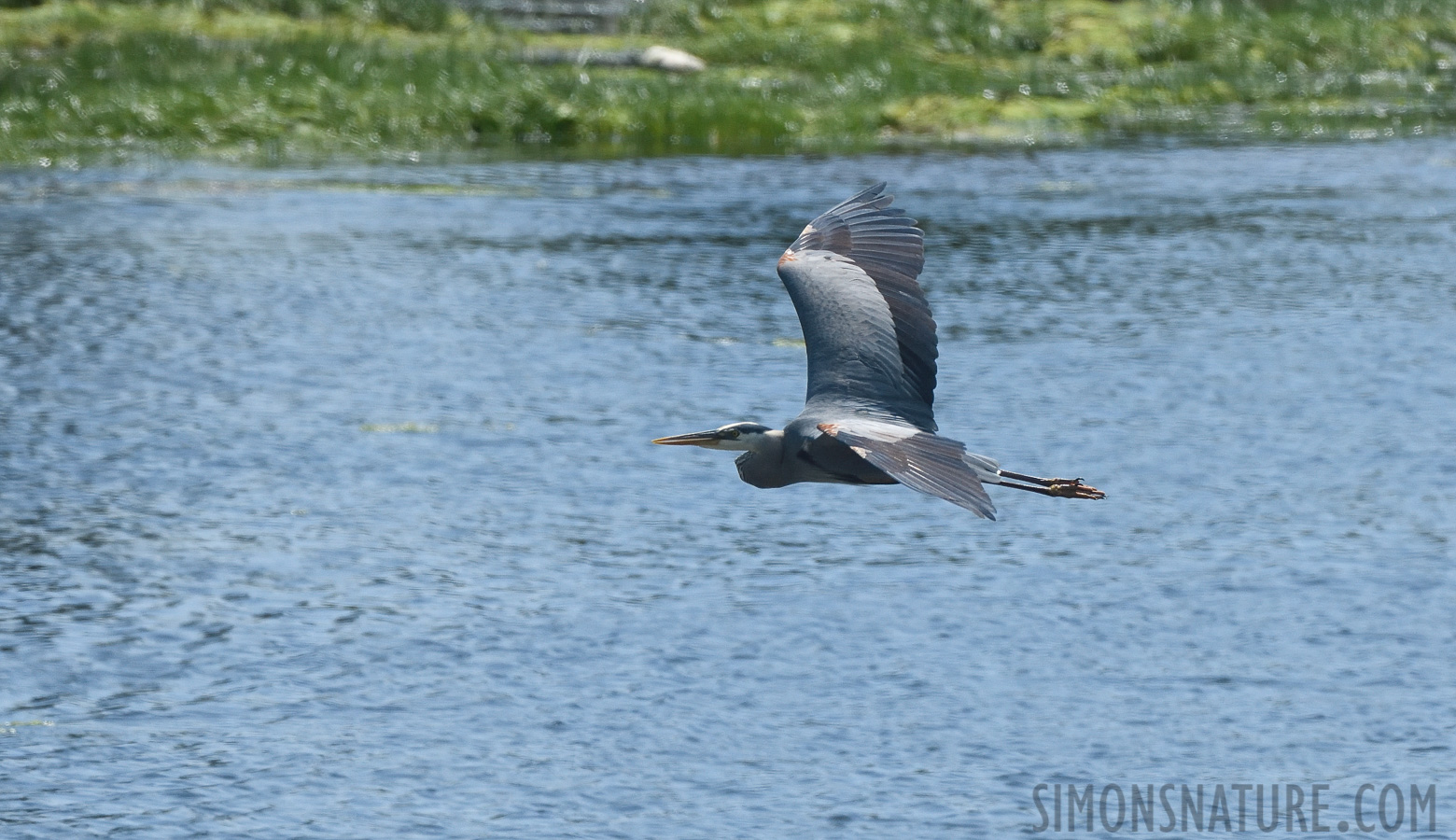 Ardea herodias herodias [380 mm, 1/2500 sec at f / 8.0, ISO 800]